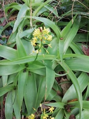 Bulbine latifolia latifolia