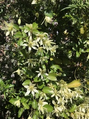 Clematis foetida