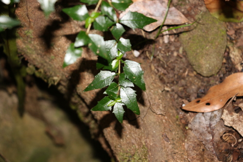 Image of Graptophyllum spinigerum by (c) Greg Tasney, some rights reserved (CC BY-SA)