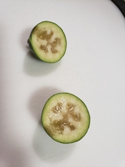 Feijoa sellowiana