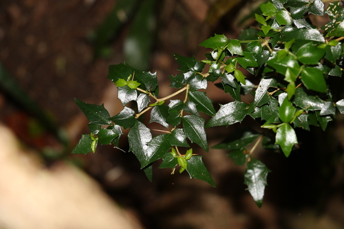 Image of Graptophyllum spinigerum by (c) Greg Tasney, some rights reserved (CC BY-SA)