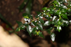 Graptophyllum spinigerum