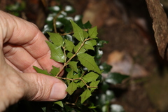 Graptophyllum spinigerum