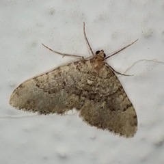 Nebula ibericata