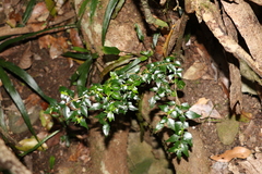 Graptophyllum spinigerum