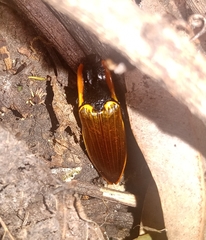 Semiotus luteipennis