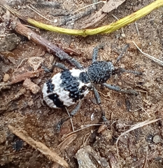 Aegorhinus superciliosus