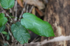 Sterculia quadrifida