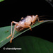 Diaphanogryllacris - Photo (c) Young Chan, some rights reserved (CC BY-NC), uploaded by Young Chan