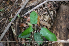 Sterculia quadrifida