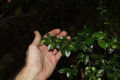 Graptophyllum spinigerum