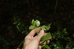 Graptophyllum spinigerum