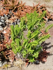 Crassula tetragona