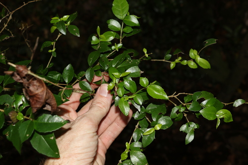 Image of Graptophyllum spinigerum by (c) Greg Tasney, some rights reserved (CC BY-SA)