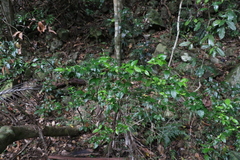 Graptophyllum spinigerum
