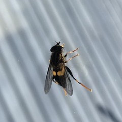 Helophilus antipodus