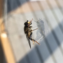 Helophilus antipodus