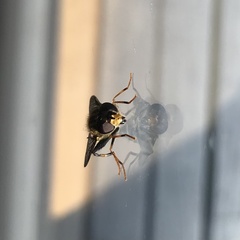 Helophilus antipodus