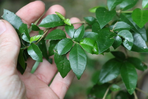 Image of Graptophyllum spinigerum by (c) Greg Tasney, some rights reserved (CC BY-SA)