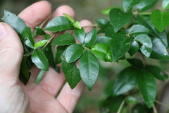 Graptophyllum spinigerum