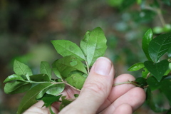 Graptophyllum spinigerum