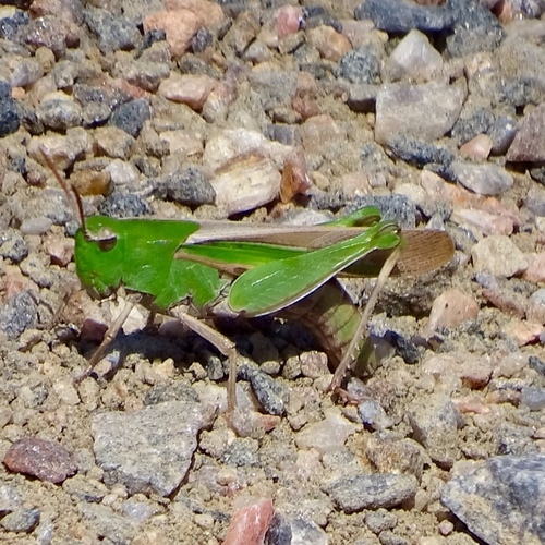 Green-striped Grasshopper, photo 6 of 10