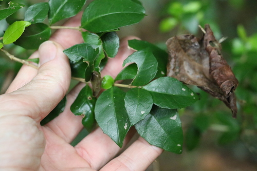 Graptophyllum spinigerum, photograph 6