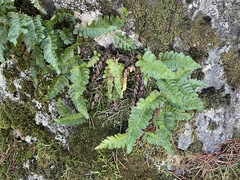 Polypodium amorphum