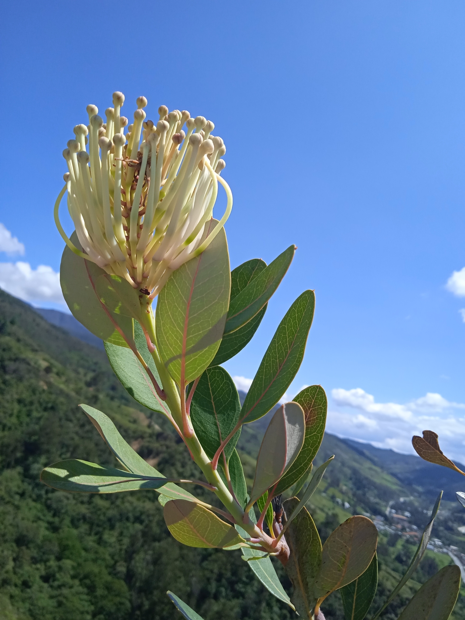 Oreocallis grandiflora image