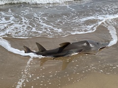 Rhynchobatus australiae
