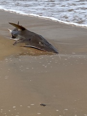 Rhynchobatus australiae