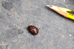 Platyphora congregata