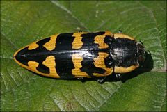 Cyrioides imperialis