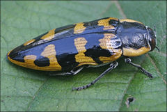Cyrioides imperialis