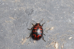 Platyphora congregata