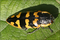 Cyrioides imperialis