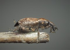 Lepyrus capucinus