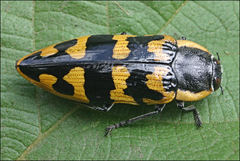 Cyrioides imperialis