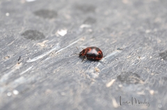 Platyphora congregata
