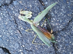 Tenodera sinensis