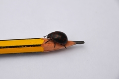 Platyphora congregata