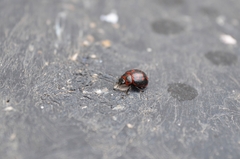 Platyphora congregata