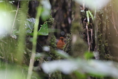 Grallaria alvarezi