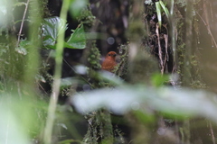 Grallaria alvarezi