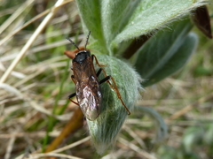 Tenthredo arctica