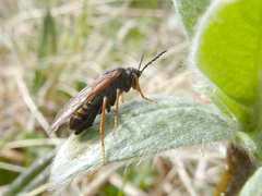 Tenthredo arctica