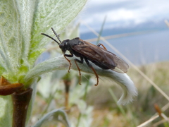 Tenthredo arctica