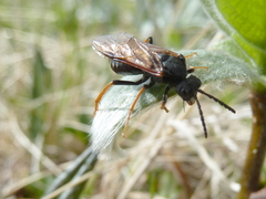 Tenthredo arctica