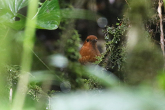 Grallaria alvarezi
