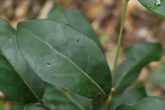 Cryptocarya foetida